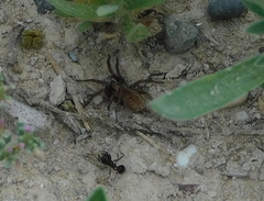 Alopecosa albofasciata