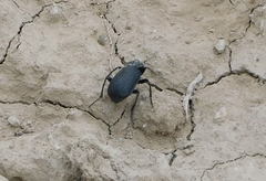 Calosoma maderae