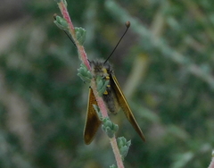 Libelloides ictericus