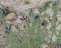 Echium creticum