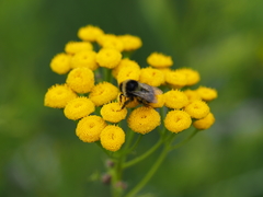 Bombus sichelii