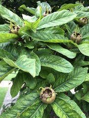 Crataegus germanica