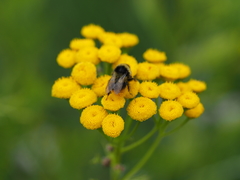 Bombus sichelii
