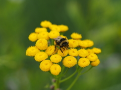 Bombus sichelii