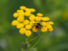Bombus sichelii
