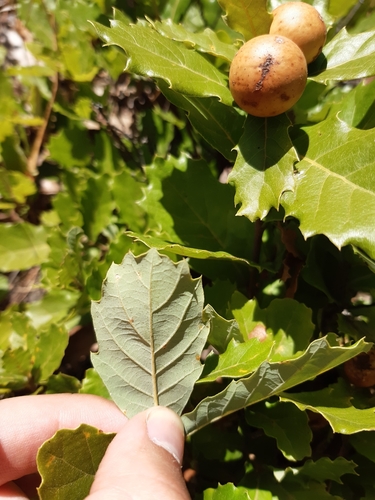 Gall Oak