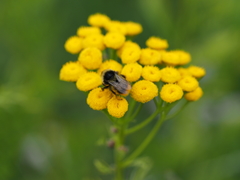 Bombus sichelii