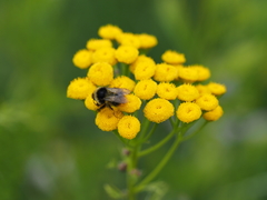 Bombus sichelii