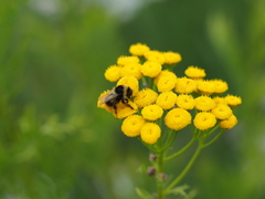 Bombus sichelii