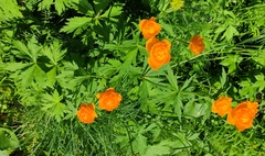 Trollius asiaticus