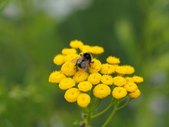 Bombus sichelii