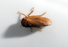 Iassus lanio