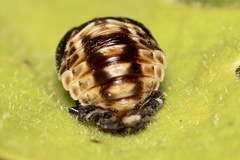 Adalia bipunctata bipunctata