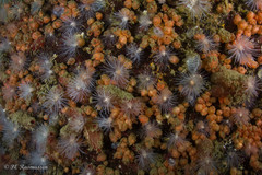 Dendrodoa grossularia