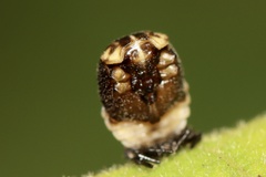 Adalia bipunctata bipunctata