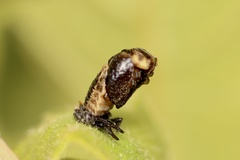 Adalia bipunctata bipunctata