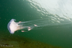 Cyanea lamarckii