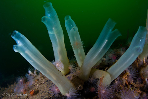 Common Tunicate