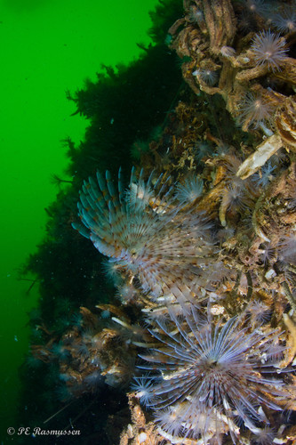 Peacock Worm, Ormestad, Gullmarn, Sverige, photo 8 of 10