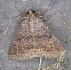 Matigramma pulverilinea