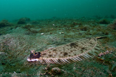 Limanda limanda