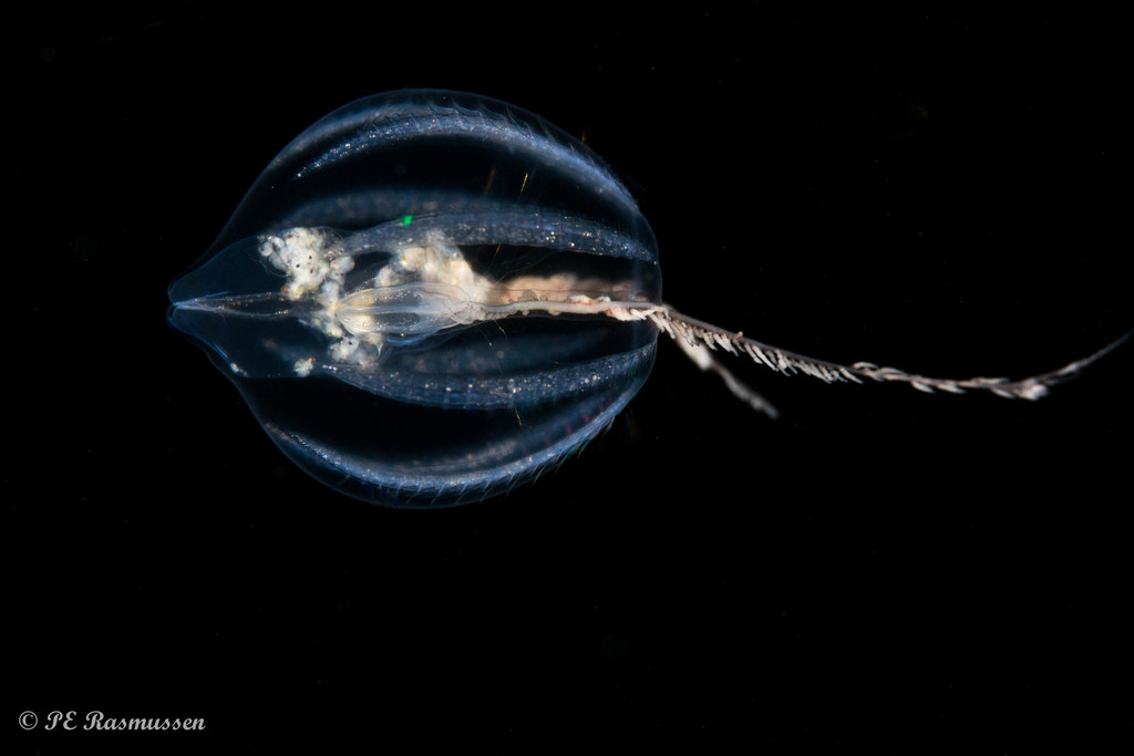 Sea Gooseberry, photo 1 of 8