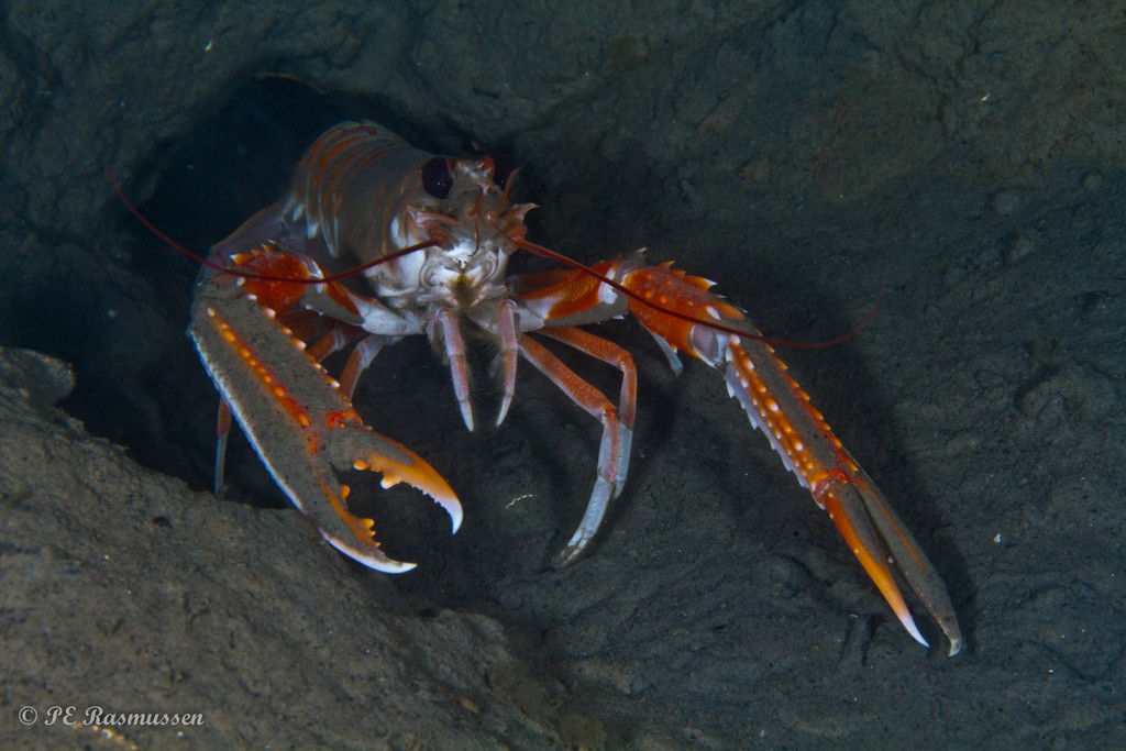 Photo of Norway lobster (Nephrops norvegicus)