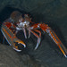 Norway Lobster - Photo (c) Poul Erik Rasmussen, some rights reserved (CC BY-NC), uploaded by Poul Erik Rasmussen