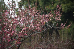 Prunus mume