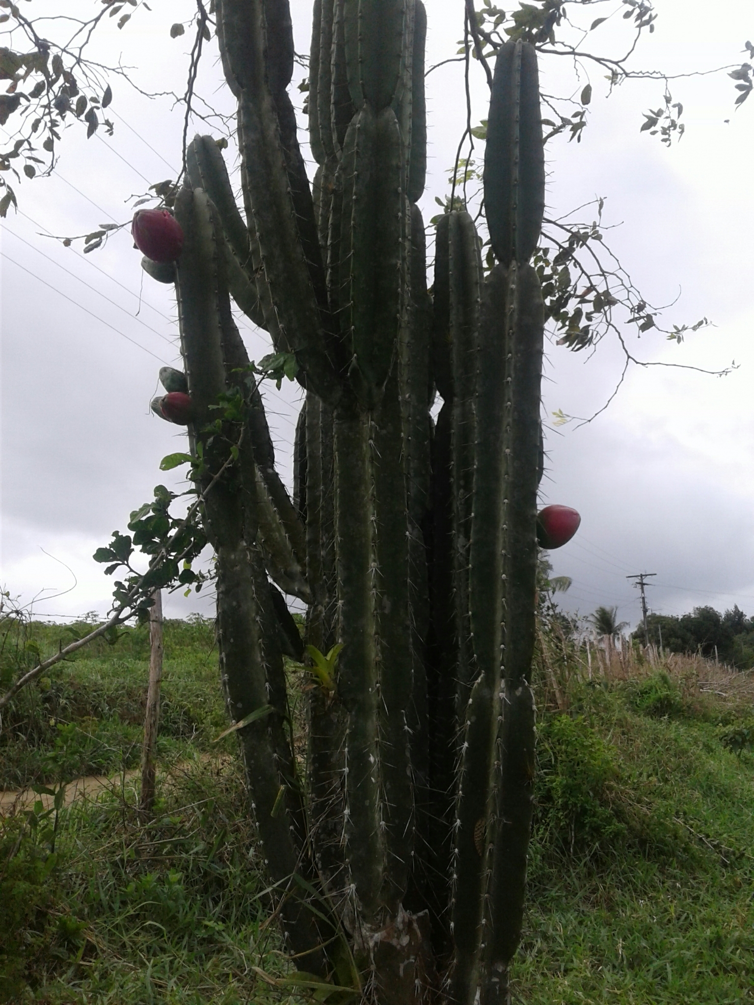 Cereus jamacaru