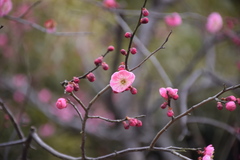 Prunus mume