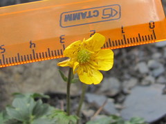 Ranunculus breyninus