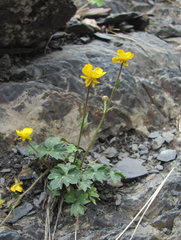 Ranunculus breyninus
