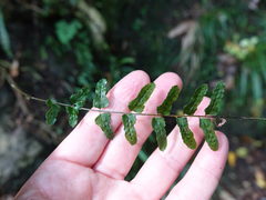 Blechnum molle