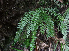 Blechnum molle