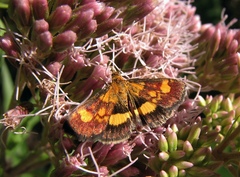 Pyrausta falcatalis