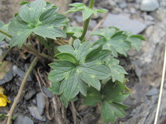Ranunculus breyninus