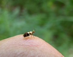 Micropterix rablensis