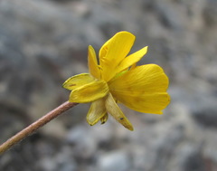 Ranunculus breyninus