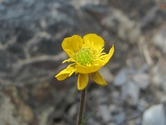 Ranunculus breyninus
