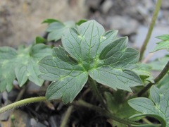 Ranunculus breyninus