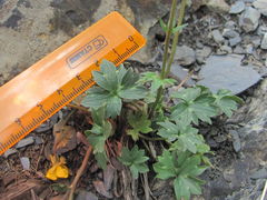 Ranunculus breyninus