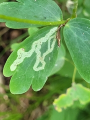 Phytomyza aquilegivora