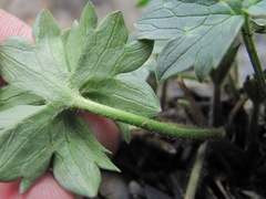 Ranunculus breyninus