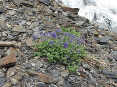 Nepeta supina