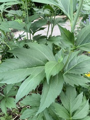 Cyclachaena xanthiifolia