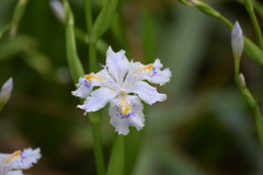 Iris japonica