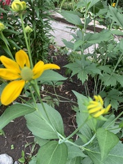 Cyclachaena xanthiifolia