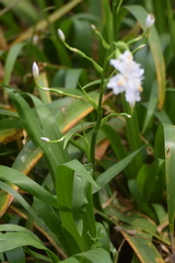 Iris japonica
