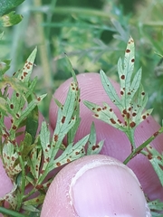 Puccinia nitida